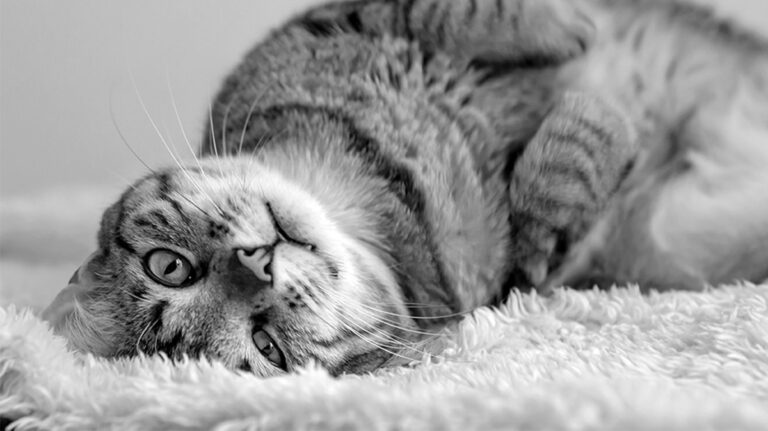 CAT1