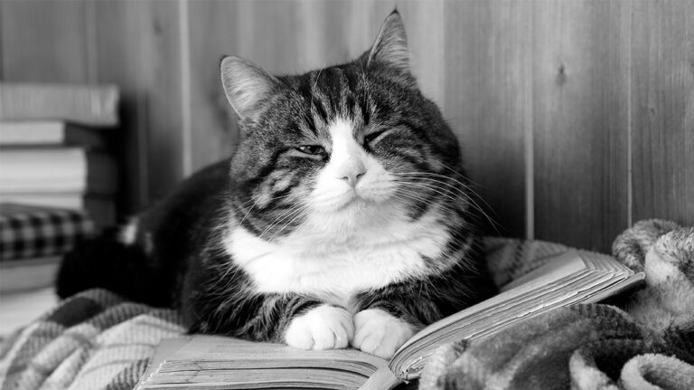 CAT4