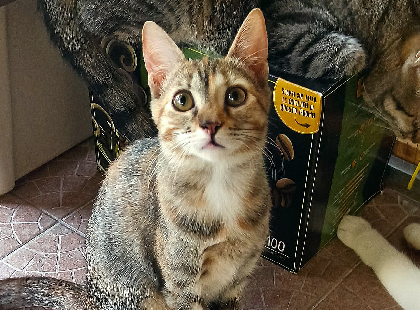 Coco tigrata, seconda fotografia