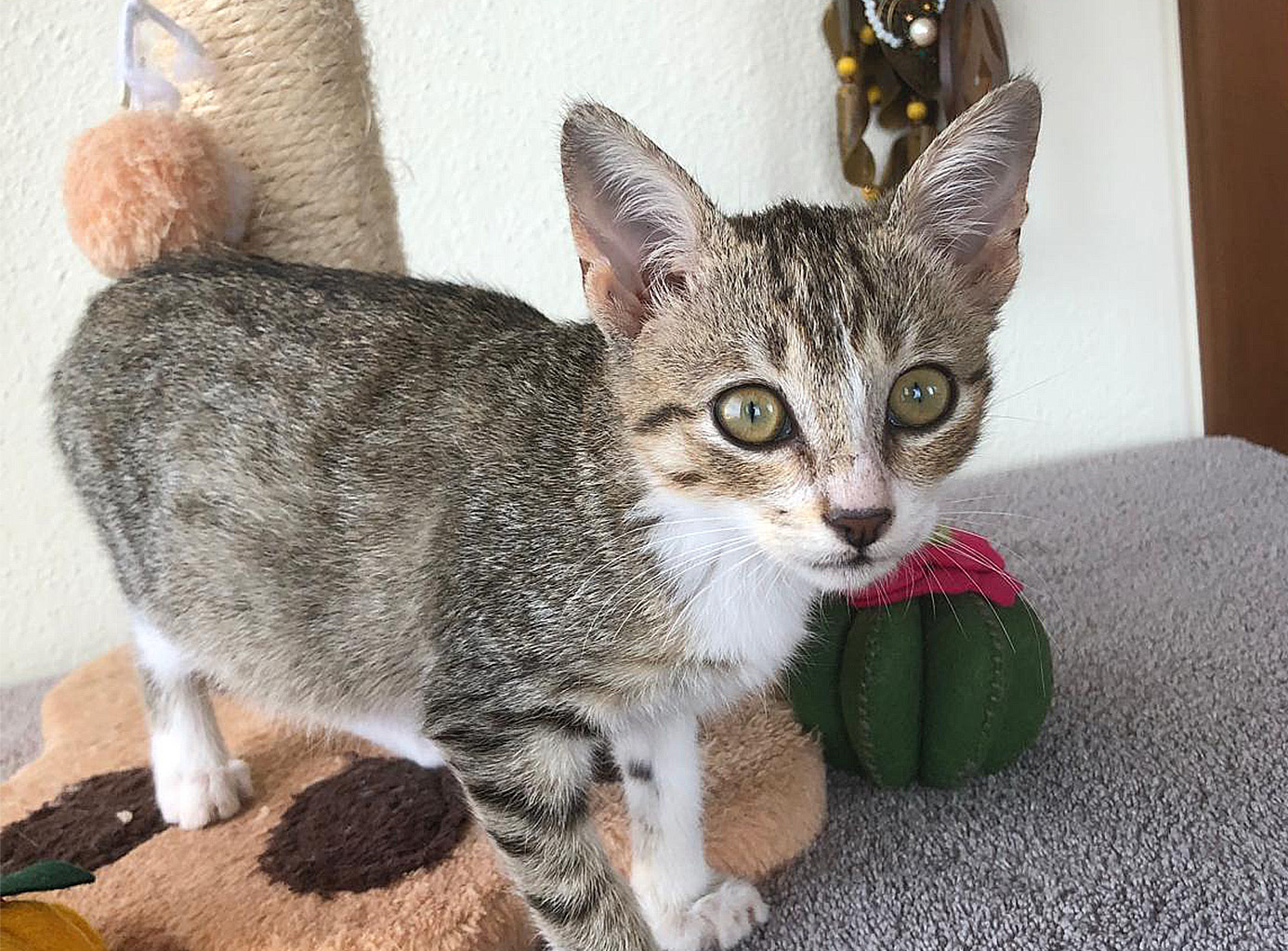Ginevra, gattina tigrata di tre mesi