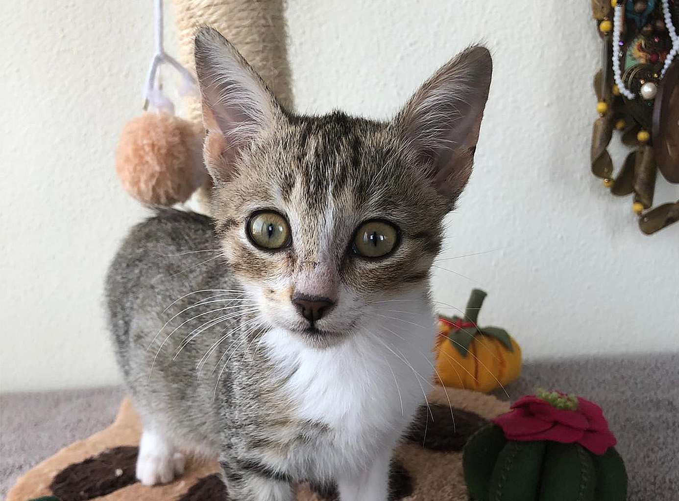 Ginevra, dolce gattina