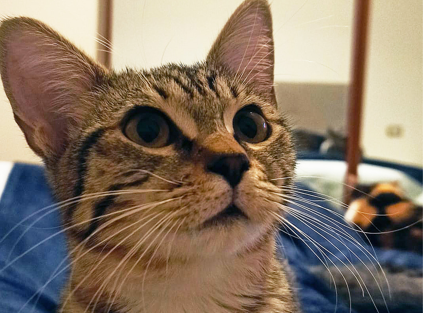 Melys, prima fotografia