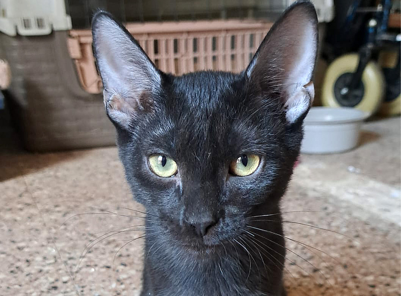 Salem, micetto in cerca di adozione