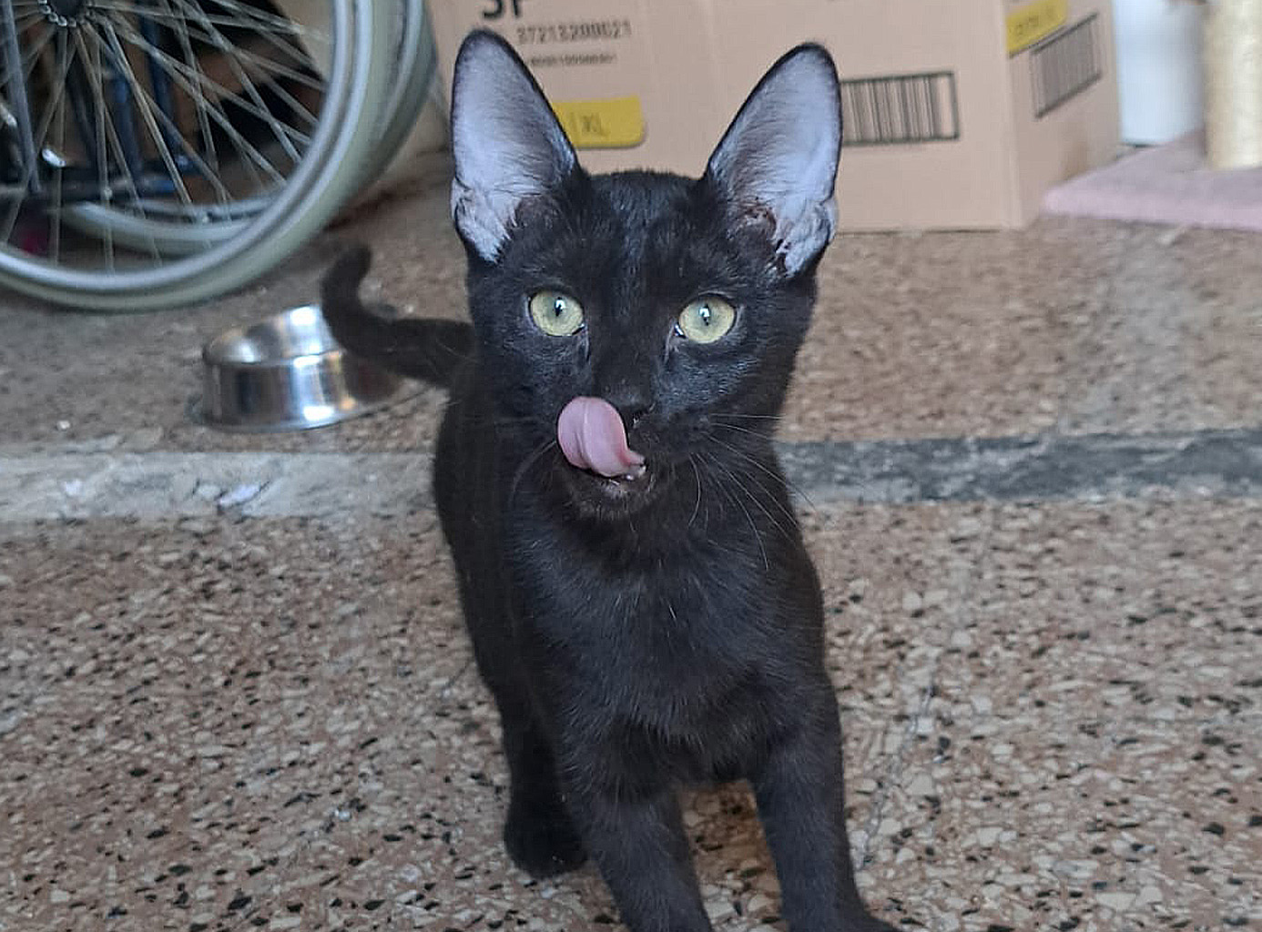 Salem, gattino in cerca di famiglia