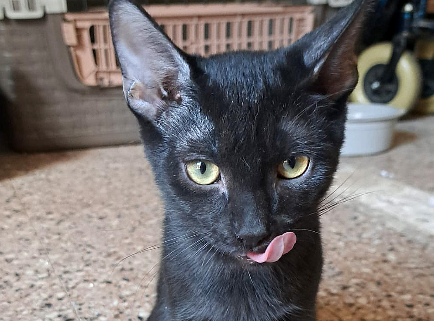 Salem, gattino di cinque mesi