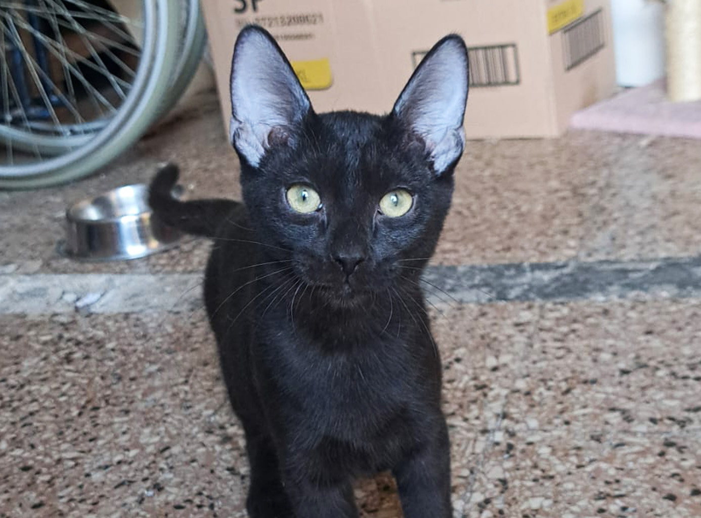 Salem, dolce gattino