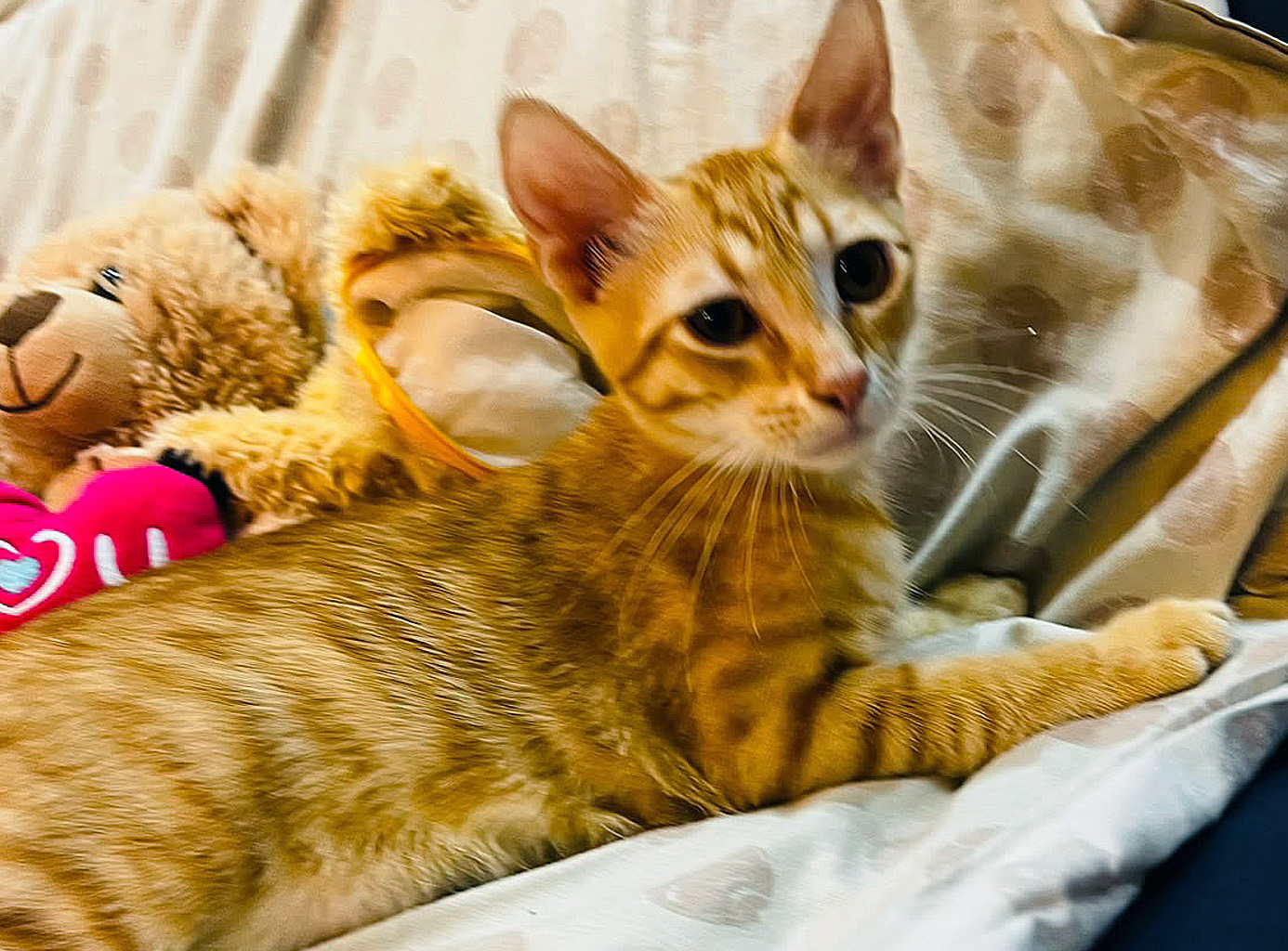 Simba, gattino rosso