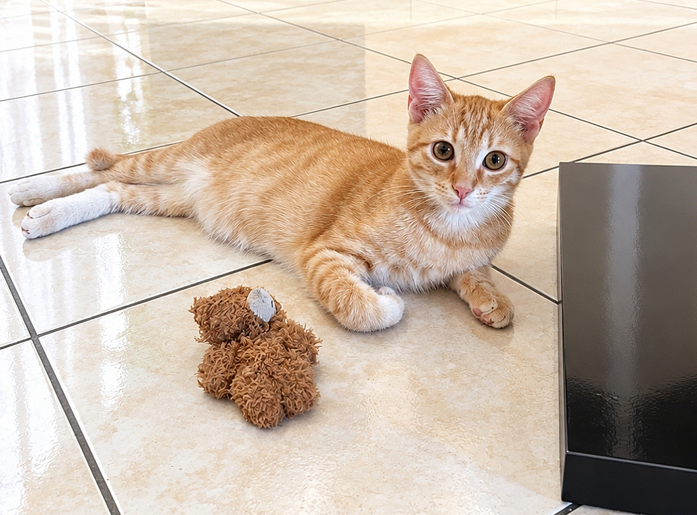 Simba, gattino rosso