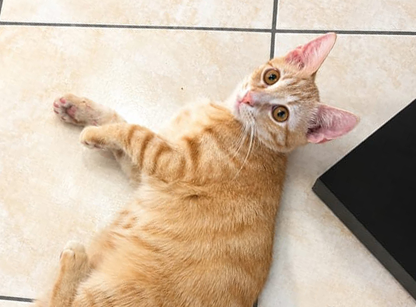 Simba, gattino rosso