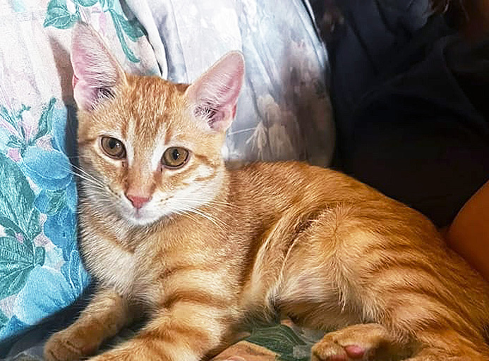Simba, gattino rosso